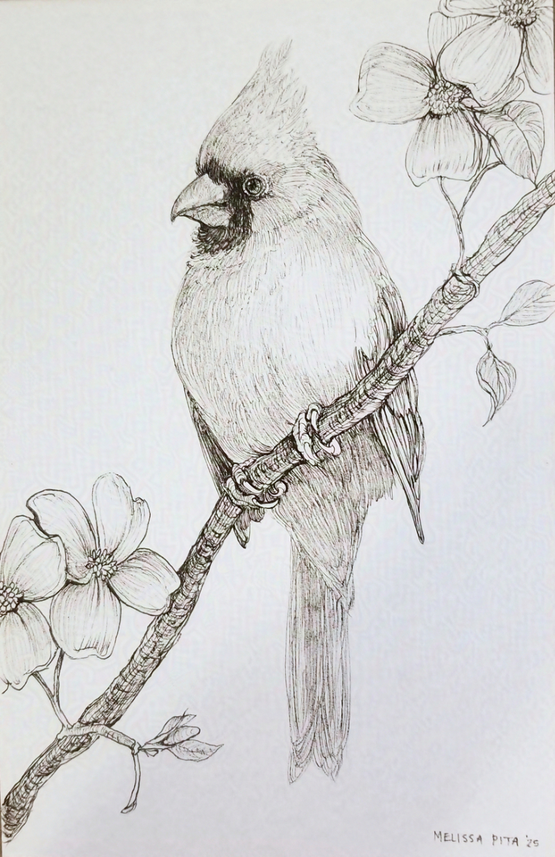 Cardinal
